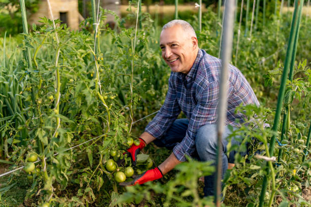 istock Mature man checking the condition of tomatoes 1500793481