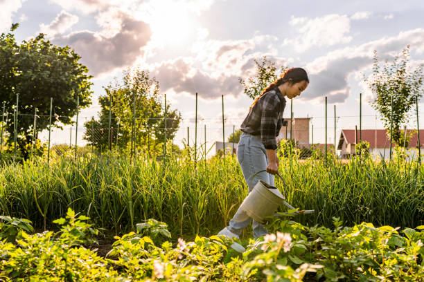 istock Young Urban Farmer Watering Organic Crops By Hand 1500793740