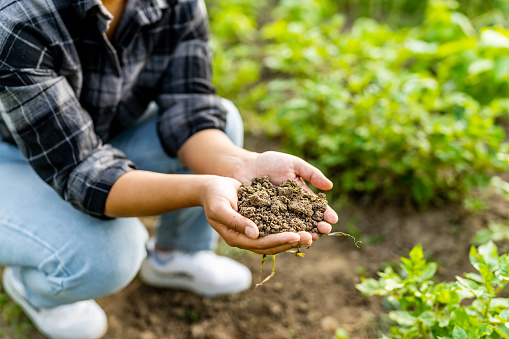 An unrecognizable woman holding a handful of soil outdoors