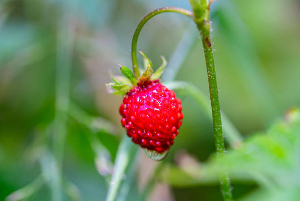 wild strawberry in the garden