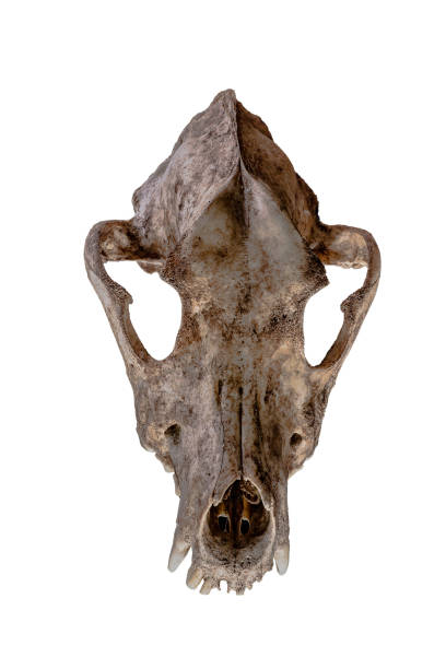 istock Isolated dog skull on white background. 1500796074