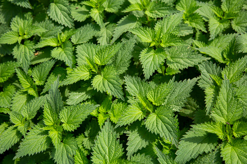 Green background of nettle (Urtica) leaves