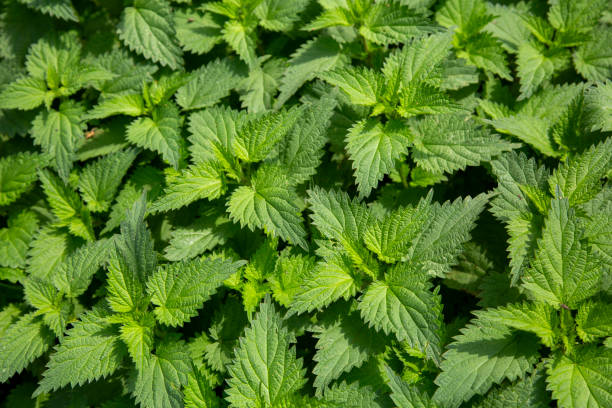 Green background of nettle (Urtica) leaves stock photo
