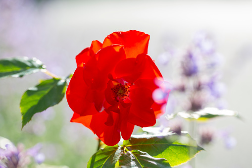 Orange roses. Rose bushes in garden. Details of nature of park. Background flowers.