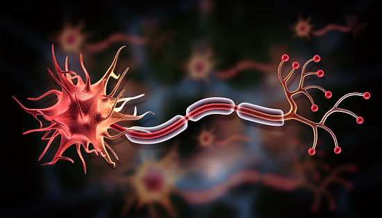 Neuron cell anatomy. Scientific background. 3d illustration