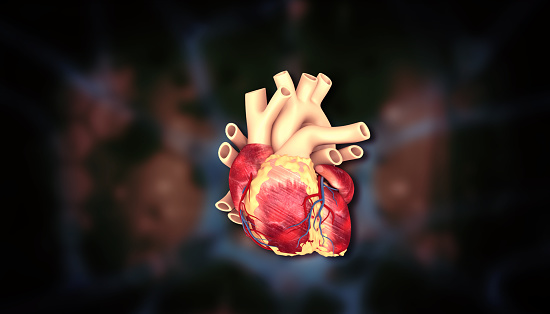 Human heart anatomy. 3d illustration