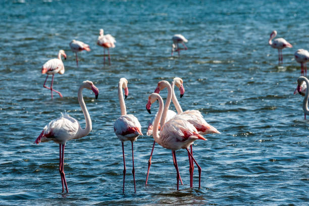 istock Flamingos near Walvis Bay 1500796531