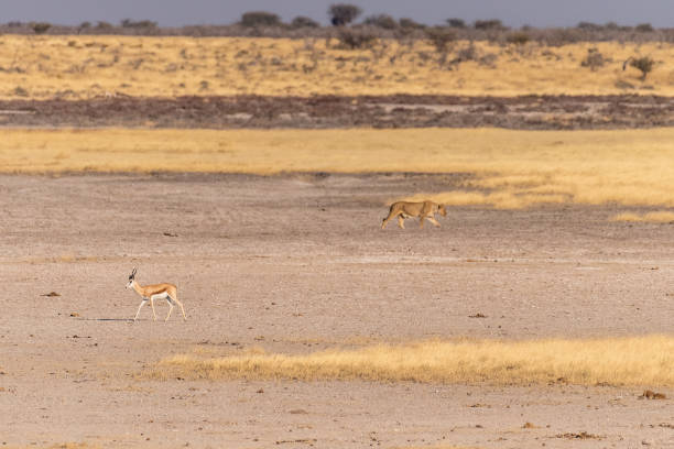 istock Lion in Etosha 1500796601