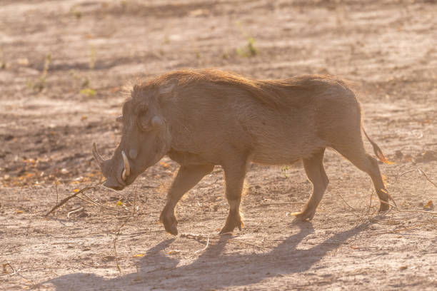 istock Close-up of a Warthog 1500796608
