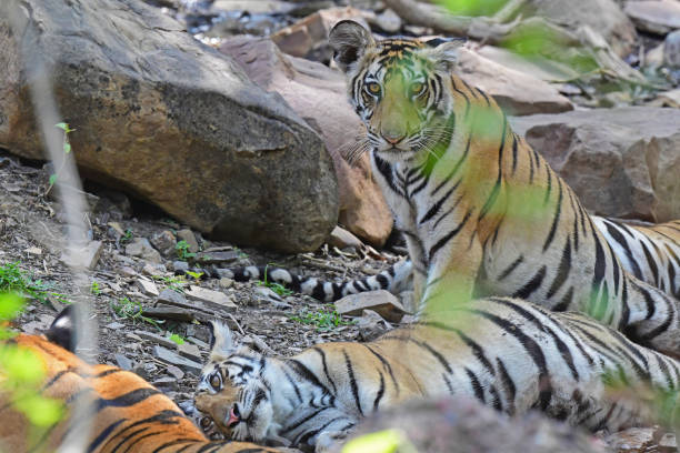 istock Tigers - Set 2 Images 1500799755