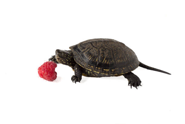 Turtle W Raspberry 120+ Raspberry Reptile Stock Photos, Pictures & Royalty-Free Images ...