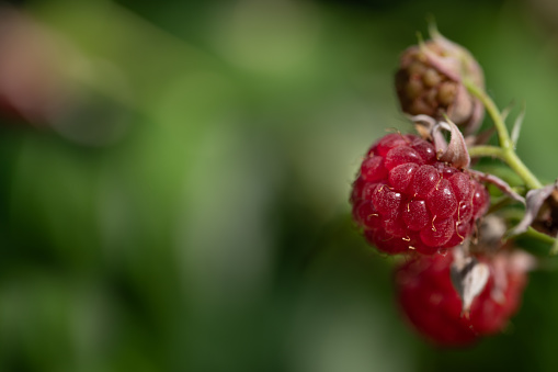 Close up of ripe, small and wild raspberries glowing red at the edge of a side view picture. The berries grow outdoors. The background is green with plenty of room for text