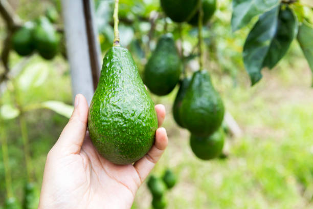 istock Fresh avocado fruit from the tree in female farmer hand over blurred background 1500802015
