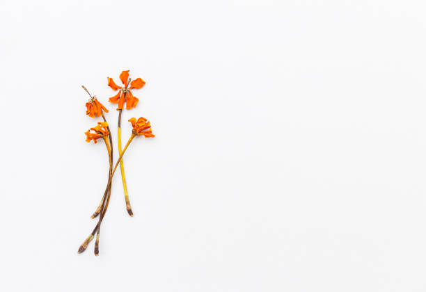 istock Dry yellow flower with space on white background 1500802084