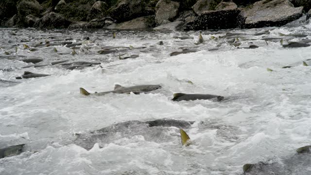 Salmon in the water, ready to go upstream against the stream to spawn.