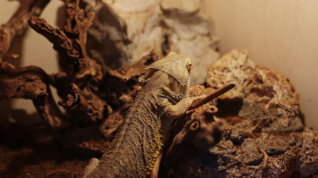 Close-up of a pet lizard resting on a branch in terrarium