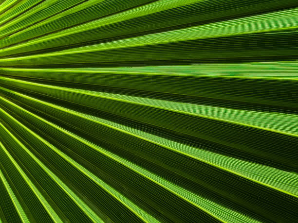 istock Radiating Palm Branch Close-Up 1500804734