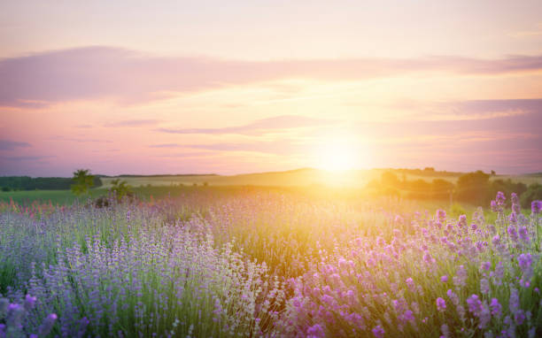 istock Blooming lavender flower field on sunset background. 1500805084