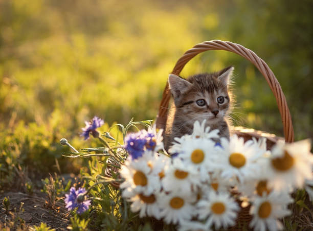 Cute Basket of Daisy and Cornflowers Cute Basket of Daisy and Cornflowers