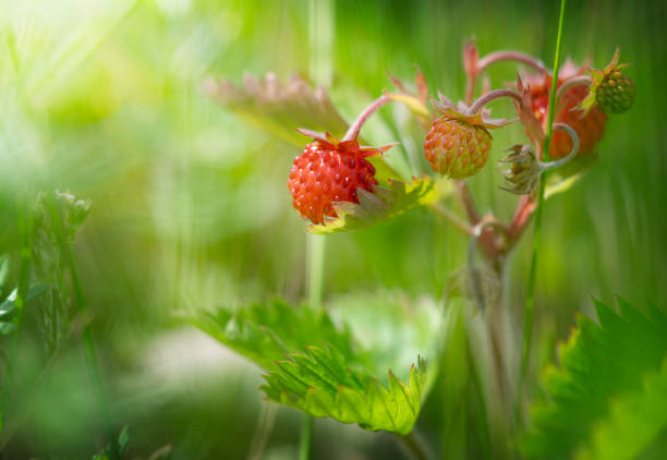 Wild strawberries on green natural background.