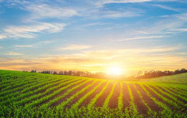 istock Rows of young corn shoots on a cornfield over sunset sky background. 1500805221