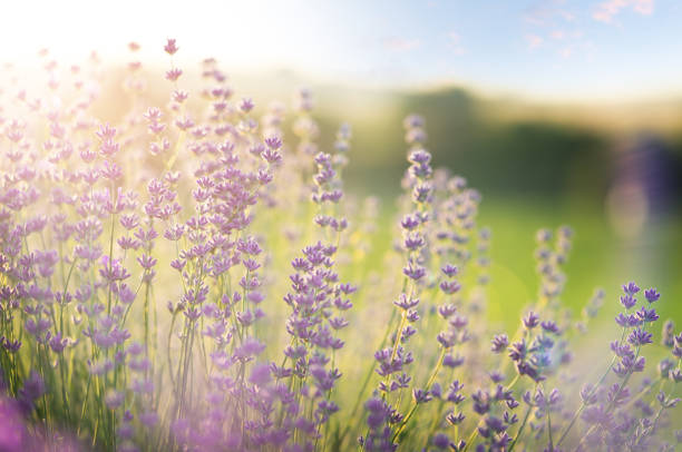 istock Lavender flowers blooming on sunset sky. Natural background, copy space 1500805283