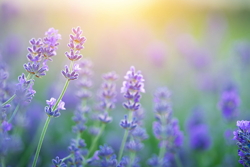 Lavender flowers blooming on sunset sky. Natural background, close up