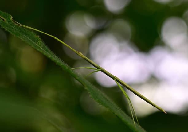 vida macro - conjunto 1 - bicho pau - fotografias e filmes do acervo