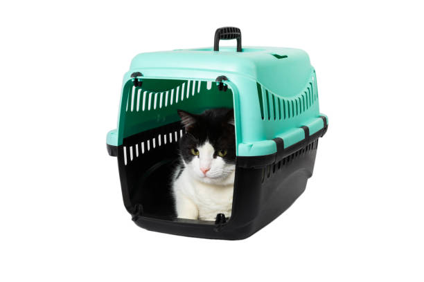 istock Cat in a carrier isolated on a white background. Cat carrier. Relocation or travel.plastic travel carrier. 1500805749