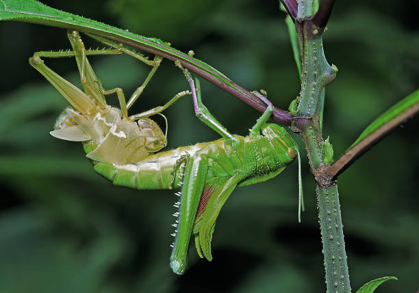 istock Macro - a mixed assortment of insects, spiders 1500807237