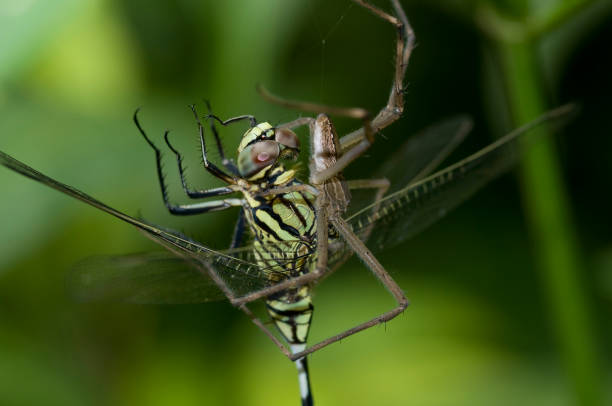 A mixed assortment of images of macro biodiversity, including butterflies, moths, a varied range of other insects, even a few spiders. Includes perched images, behavioural and some backlit work. Each image is individually captioned, including as far as possible, species of group identified.