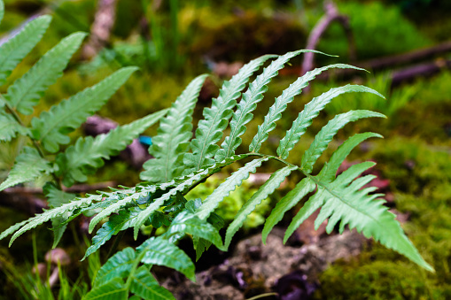 Fern in detail showing branches and leaves