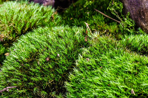 Beautiful Green Moss In The Forest, Background