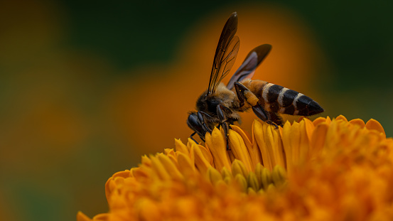 Capturing the Essence of Nature - Bee Honey Pollinating Flower Macro