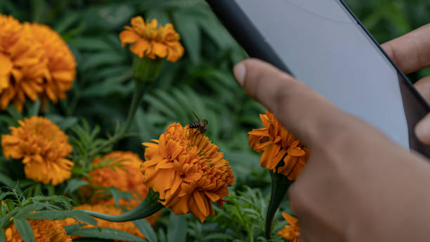 istock Nature's Snapshot: Hand Capturing Flower and Honeybee with Smartphone 1500807690