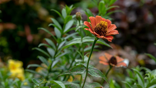 Vibrant Orange Zinnia Flower: A Captivating Closeup