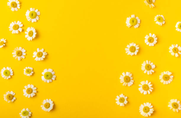 istock Frame of daisies and leaves on a yellow background. Flat lay, top view.
Daisy pattern. Flat lay spring and summer chamomile flowers. The concept of repetition. 1500809014