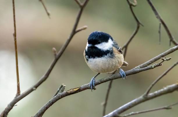 istock Coal tit perched on a twig in the forest 1500809122