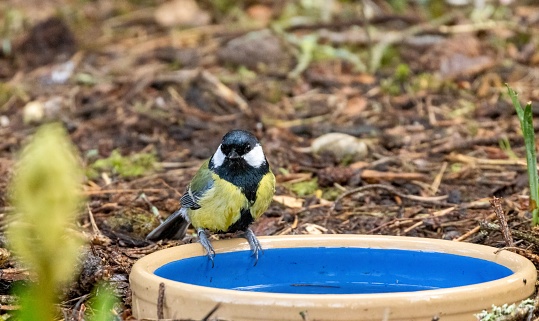 Three great tit birds perched atop a ceramic bowl filled with water, enjoying a refreshing drink and bath
