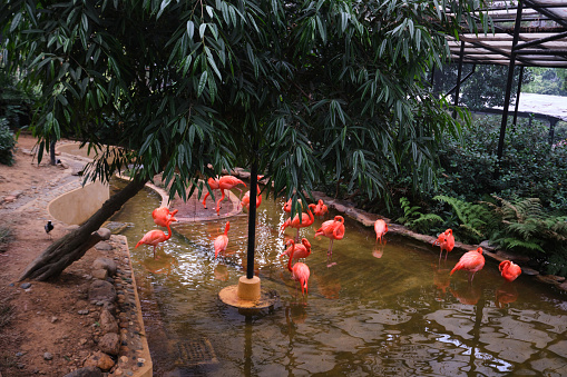 Hong Kong, China - April 24 2023: A group of pink flamingos hunting in the pond in Kowloon Park