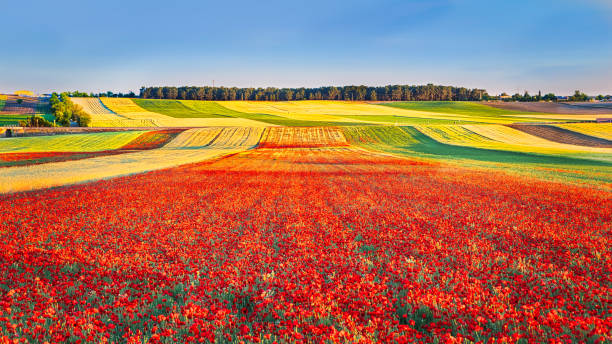 poppies field. - landscape nature poppy field stock-fotos und bilder