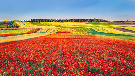 Wheat field with some poppies