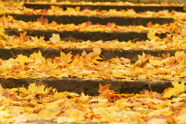 stairs covered with fallen maple leaves in october, autumn photo