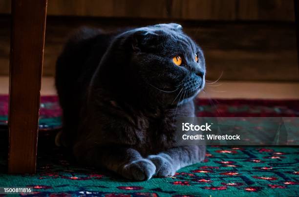 Tampilan Closeup Kucing Scottish Fold Yang Menggemaskan Berbaring Di