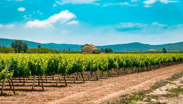 Penedes Wine Country stock photo
