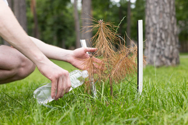 homme arrosant le petit arbre mort d’une bouteille en plastique. - dried plant photos et images de collection