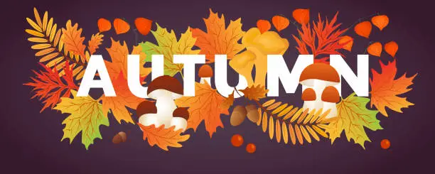 Vector illustration of Hello autumn. Autumn leaves with mushrooms, cep, physalis. Sale banners, postcard, poster.