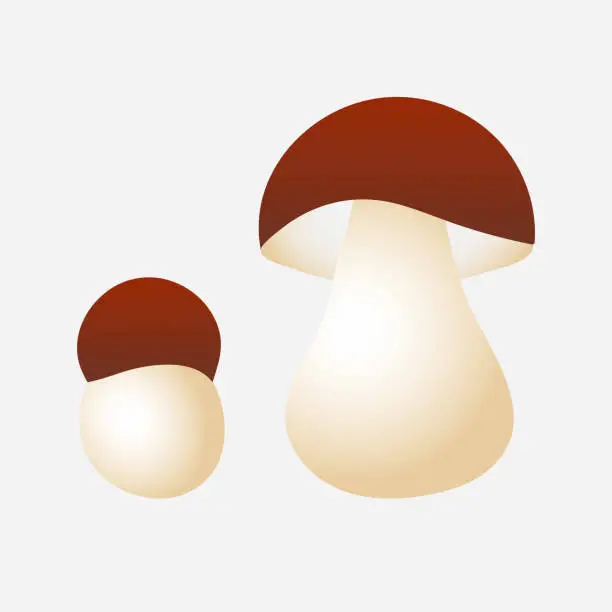 Vector illustration of Mushroom cep. Element for design isolated on white background.