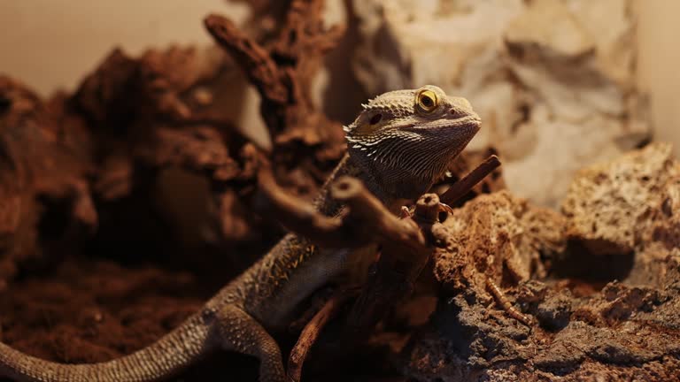 Iguana lizard rests in the terrarium