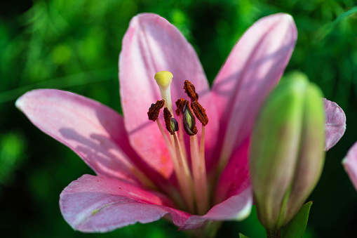 newly opened pink lily at dawn in the side garden